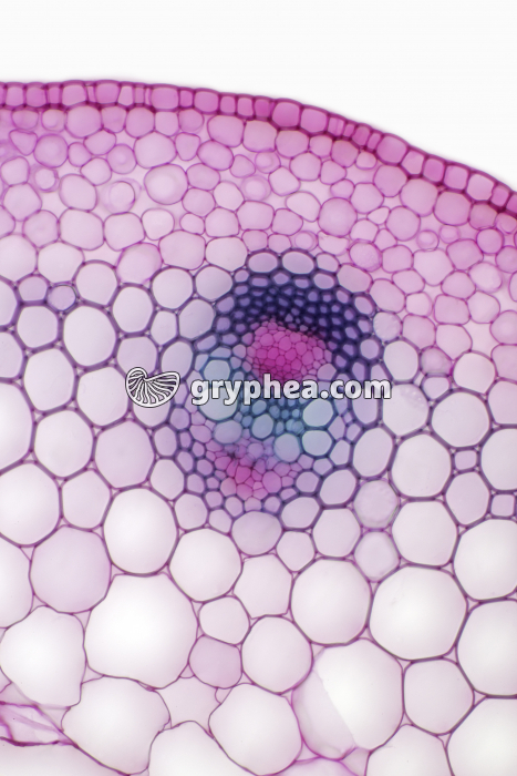 Tige de Renoncule CT x40 - gryphea.com